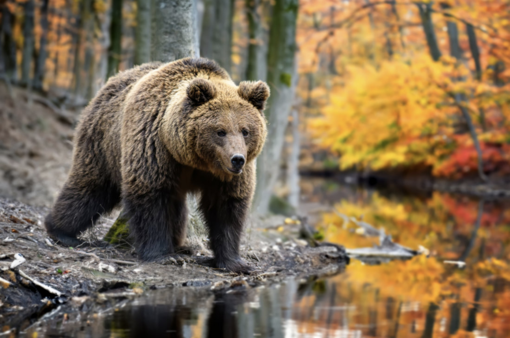 Brown Bear