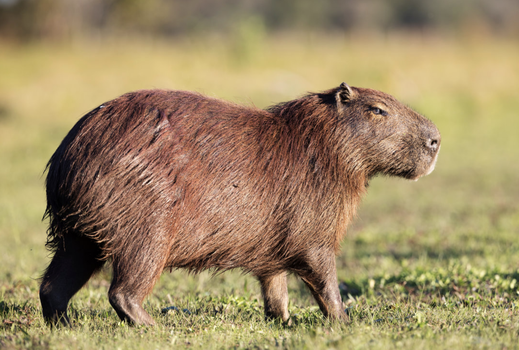 Capybara