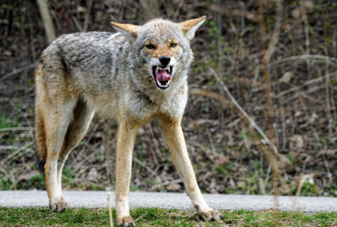 Coyote