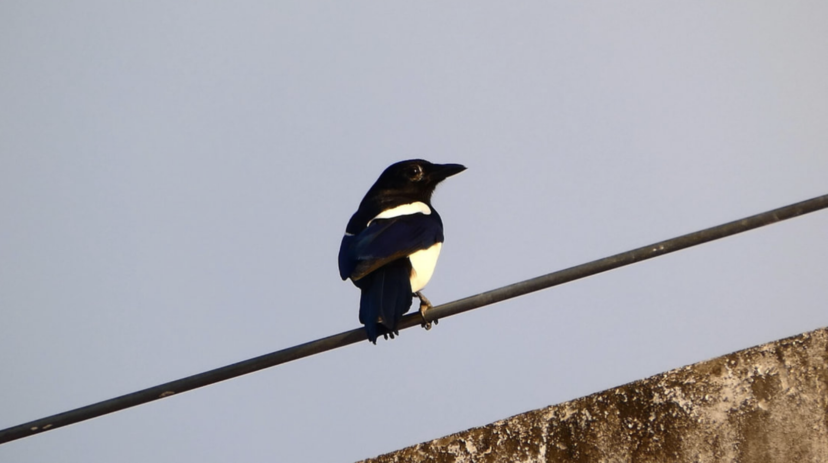 Eurasian Magpie