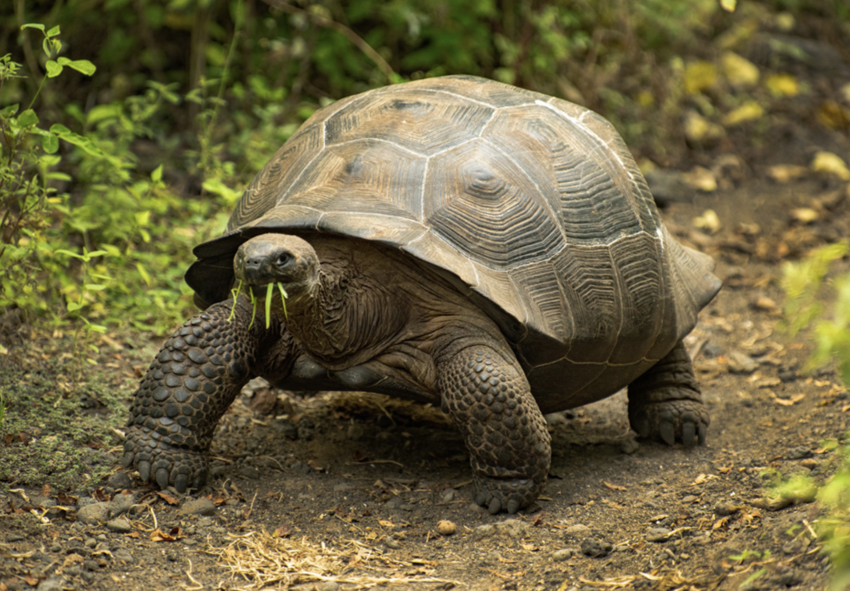Galápagos Giant Tortoise