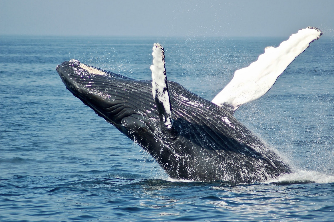 Humpback Whales