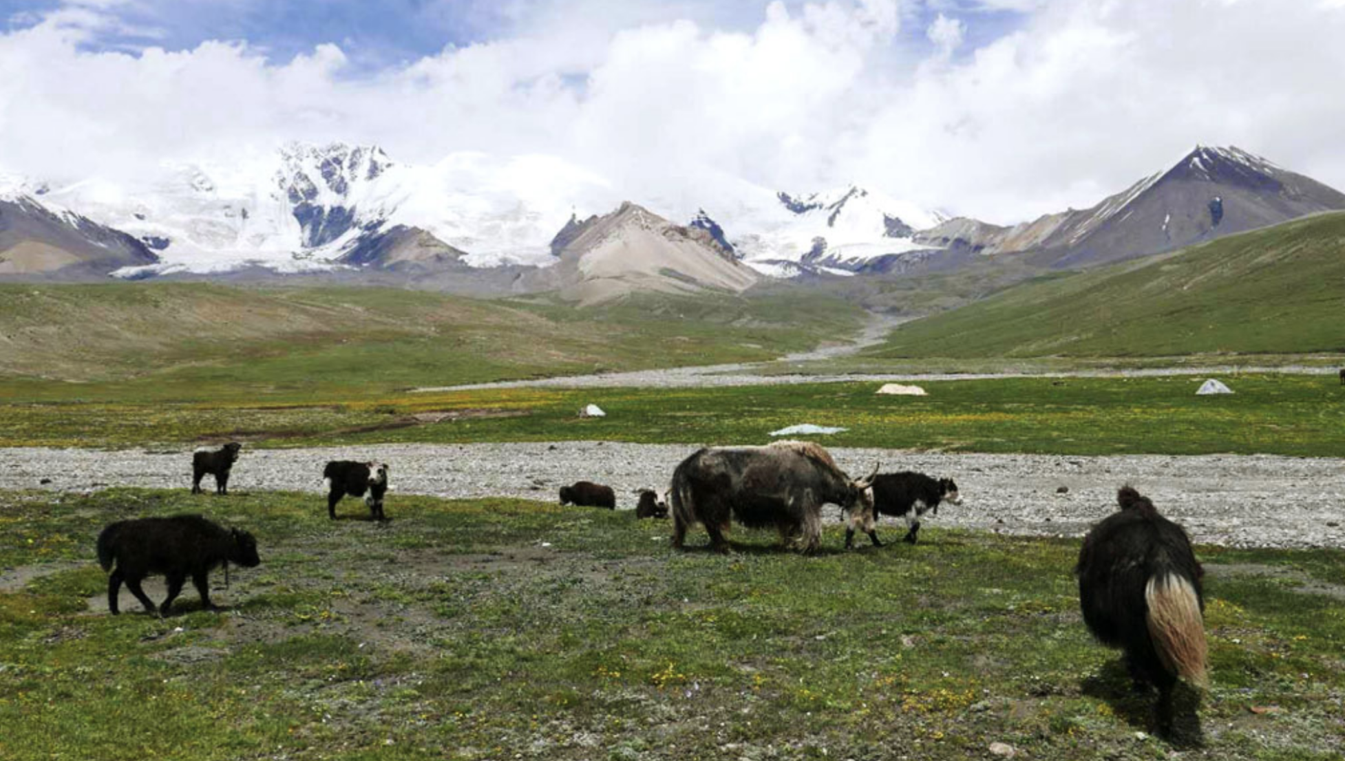 Tibetan Yak