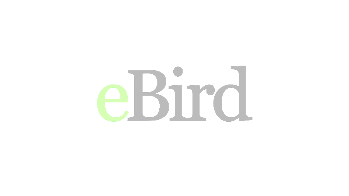 eBird